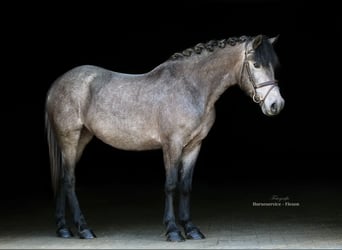 Hungarian Sport Horse, Mare, 5 years, 14,1 hh, Gray-Dark-Tan