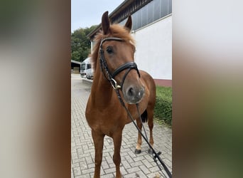 Hungarian Sport Horse, Mare, 5 years, 14.2 hh, Chestnut-Red