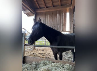 Hungarian Sport Horse, Mare, 5 years, 14,3 hh, Black