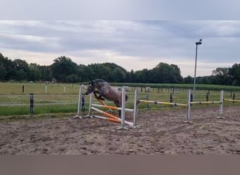 Hungarian Sport Horse, Mare, 5 years, 14,1 hh, Grey-Dapple