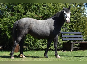 Hungarian Sport Horse Mix, Mare, 5 years, 14,2 hh, Grey-Dark-Tan
