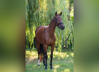 Hungarian Sport Horse, Mare, 5 years, 15.3 hh, Bay