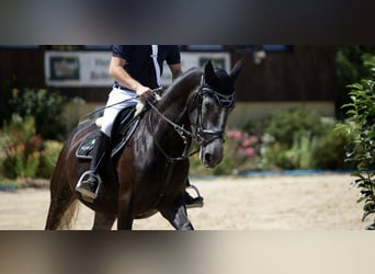 Hungarian Sport Horse, Mare, 5 years, 15.3 hh, Can be white