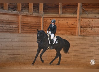 Hungarian Sport Horse, Mare, 5 years, 16,2 hh, Black