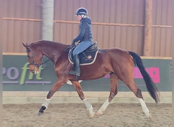 Hungarian Sport Horse, Mare, 5 years, 16.2 hh, Brown