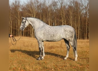 Hungarian Sport Horse, Mare, 5 years, 16,1 hh