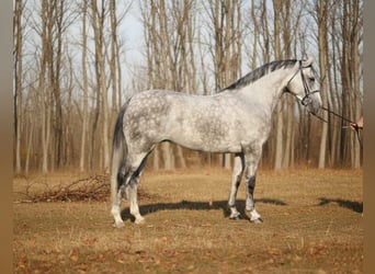 Hungarian Sport Horse, Mare, 5 years, 16,1 hh