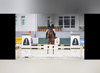 Hungarian Sport Horse, Mare, 5 years, 16,2 hh, Bay