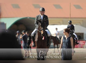 Hungarian Sport Horse, Mare, 5 years, 17.1 hh, Brown