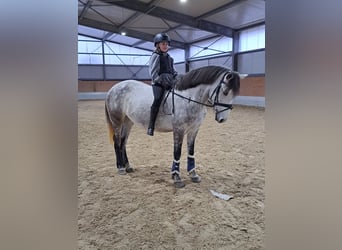 Hungarian Sport Horse, Mare, 6 years, 14.2 hh, Gray
