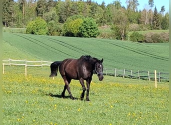 Hungarian Sport Horse, Mare, 6 years, 14.3 hh, Black