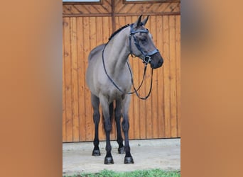 Hungarian Sport Horse, Mare, 6 years, 15.1 hh, Bay-Dark