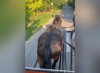 Hungarian Sport Horse, Mare, 6 years, 15,2 hh, Bay-Dark