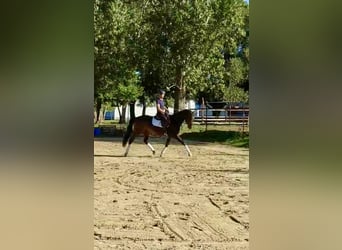 Hungarian Sport Horse, Mare, 6 years, 15,2 hh, Bay