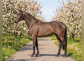 Hungarian Sport Horse, Mare, 6 years, 15,2 hh, Bay