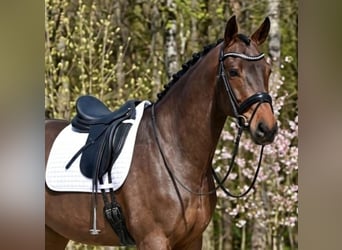 Hungarian Sport Horse, Mare, 6 years, 15,2 hh, Bay