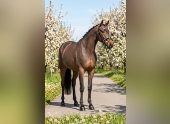 Hungarian Sport Horse, Mare, 6 years, 15,2 hh, Bay