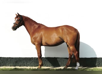 Hungarian Sport Horse, Mare, 6 years, 15,2 hh, Chestnut
