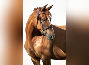 Hungarian Sport Horse, Mare, 6 years, 15,2 hh, Chestnut
