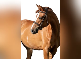 Hungarian Sport Horse, Mare, 6 years, 15,2 hh, Chestnut