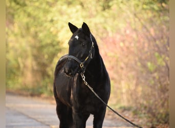Hungarian Sport Horse, Mare, 6 years, 16 hh, Black