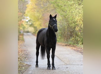 Hungarian Sport Horse, Mare, 6 years, 16 hh, Black