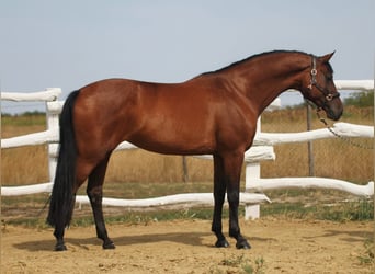 Hungarian Sport Horse, Mare, 6 years, 16 hh, Brown