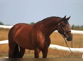 Hungarian Sport Horse, Mare, 6 years, 16 hh, Brown