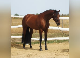 Hungarian Sport Horse, Mare, 6 years, 16 hh, Brown