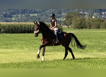 Hungarian Sport Horse, Mare, 6 years, 16 hh, Brown