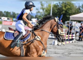 Hungarian Sport Horse, Mare, 6 years, 16 hh, Brown