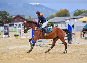 Hungarian Sport Horse, Mare, 6 years, 16 hh, Brown