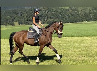 Hungarian Sport Horse, Mare, 6 years, 16 hh, Brown