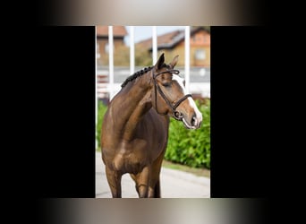 Hungarian Sport Horse, Mare, 6 years, 16,1 hh, Bay