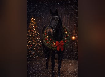 Hungarian Sport Horse, Mare, 6 years, 16,2 hh, Black