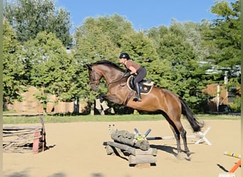 Hungarian Sport Horse, Mare, 6 years, 17,1 hh, Brown