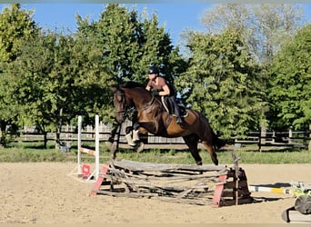 Hungarian Sport Horse, Mare, 6 years, 17,1 hh, Brown