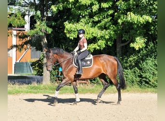 Hungarian Sport Horse, Mare, 6 years, 17,1 hh, Brown