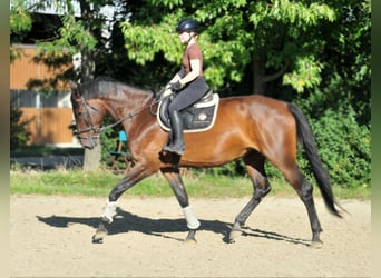 Hungarian Sport Horse, Mare, 6 years, 17,1 hh, Brown