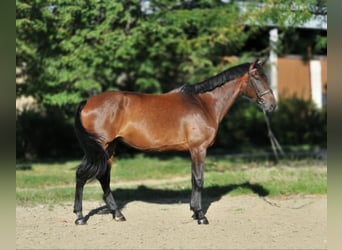 Hungarian Sport Horse, Mare, 6 years, 17,1 hh, Brown