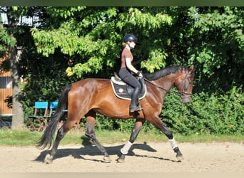 Hungarian Sport Horse, Mare, 6 years, 17,1 hh, Brown