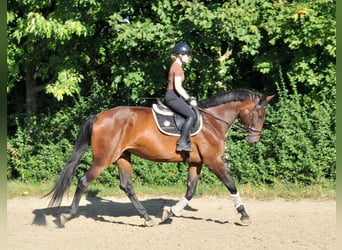 Hungarian Sport Horse, Mare, 6 years, 17,1 hh, Brown