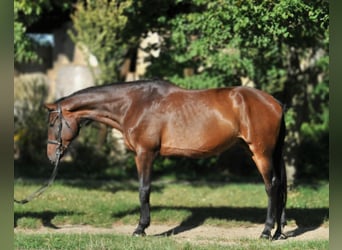 Hungarian Sport Horse, Mare, 6 years, 17,1 hh, Brown