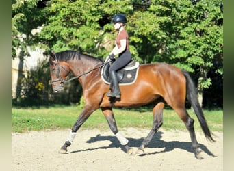 Hungarian Sport Horse, Mare, 6 years, 17,1 hh, Brown