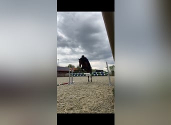 Hungarian Sport Horse, Mare, 7 years, 13,2 hh, Bay-Dark