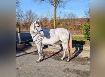 Hungarian Sport Horse Mix, Mare, 7 years, 14,1 hh, Gray