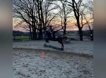 Hungarian Sport Horse Mix, Mare, 7 years, 14.1 hh