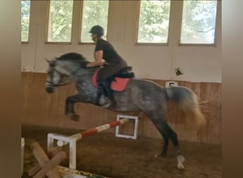 Hungarian Sport Horse Mix, Mare, 7 years, 14.1 hh