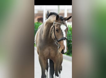 Hungarian Sport Horse, Mare, 7 years, 15.2 hh, Brown
