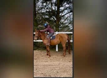 Hungarian Sport Horse, Mare, 7 years, 15,2 hh, Chestnut-Red